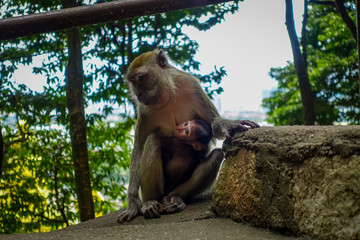 Closeup of monkey and her baby in Batu Caves, Malaysia