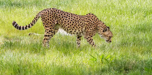 Naklejka premium an Asiatic Cheetah
