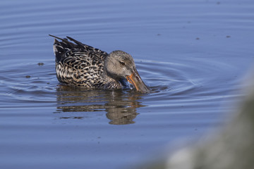 female Shoveler that swims and feeds on a small puddle on a sunny spring day