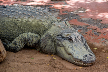 schlafende Reptilien