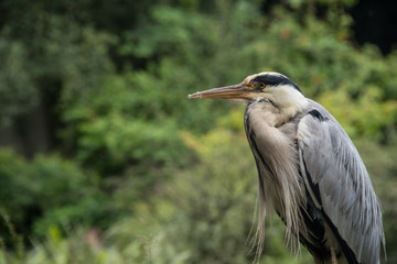 Reiher im Zoo