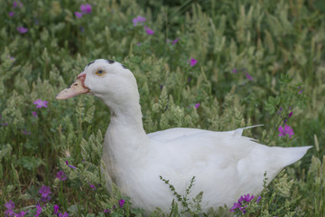 Duck with human eyes