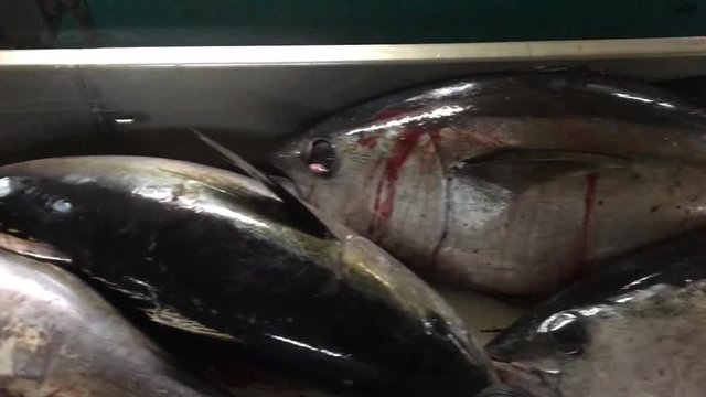 P&ecirc;che &agrave; la senne tournant de thon ob&egrave;se