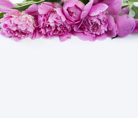 Pink peonies at border of image with copy space for text. Top view. Peonnies on a white background.