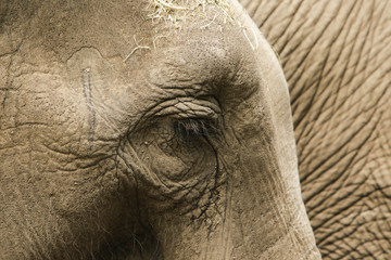 Close-up olifantenoog