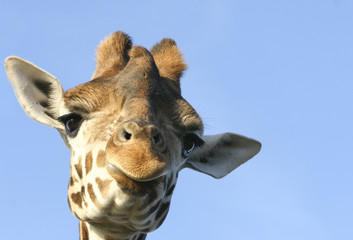 Baringogiraf kijkt op je neer. © photoPepp