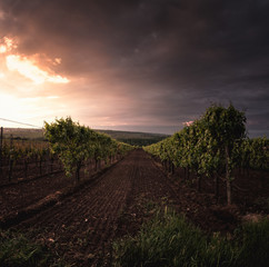Naklejka premium Stormy April Vineyards in Germany