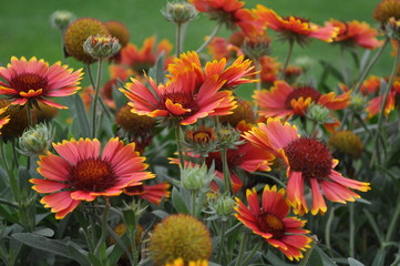 Red flowers in the garden.