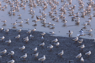 swarm of seagulls on the beach under tranquil light