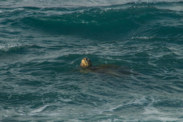 Surfing Turtle - Surfende Schildkröte