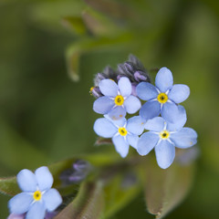 the Myosotis sylvatica . Forget me not in an English garden