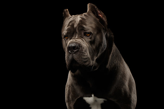 Portrait of Sad Brown Cane Corso Dog, Studio shot on Isolated black background