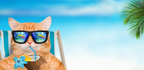 Cat wearing sunglasses relaxing sitting on deckchair in the sea background.