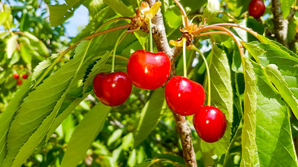 Obraz premium Kiraz Ağacı