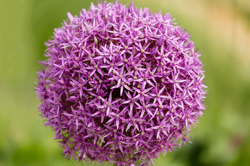 Close up of a Chives flower Allium jesdianum with blurry background in summer