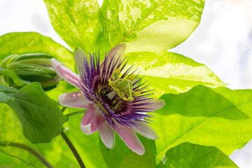 Passiflora