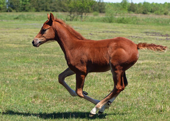 A little foal gallops along on a green meadow