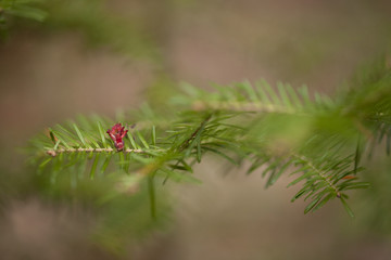 Red bud sprouting on a spruce branch. Isolated on a brown blurry background.