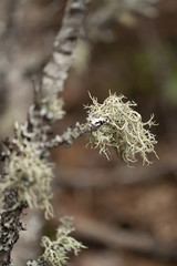 Lichens spreading on tree branches. Isolated on a brown blurry background.