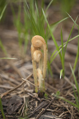 Fern fronds uncurling. Fiddleheads unfurling in the spring season.
