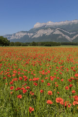 Coquelicots du Grésivaudan.