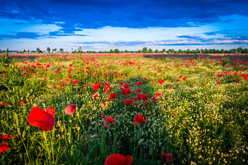 Mohnblumenwiese mit Dorf und Stadt im Hintergrund - The Poppy Field