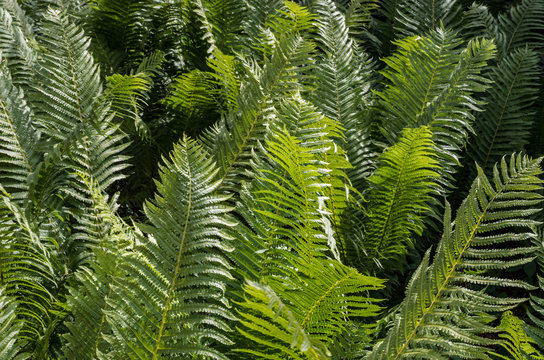 The maze of ferns.