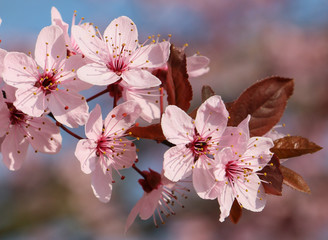 Obstblüte in der Sonne