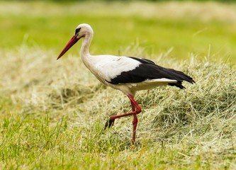 Weißstorch läuft über die Wiese