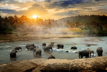 Fototapeta premium Wildlife in jungles
