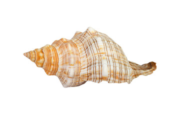 Sea shell on white background