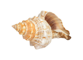 Seashell on white background