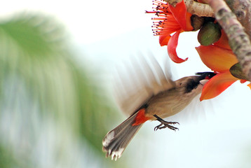 Red-whiskered Bulbul feed at a blossoming bombax ceiba for nectar