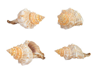 Seashell on white background