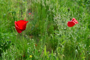 Two poppies in a field