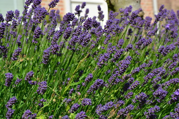 Obraz premium Lavender flowers