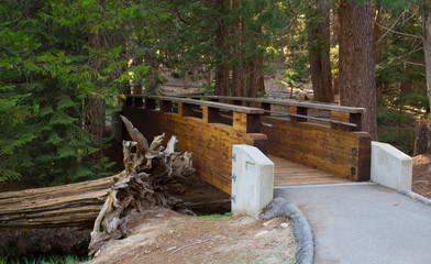 Footpath in Sequoia National Park