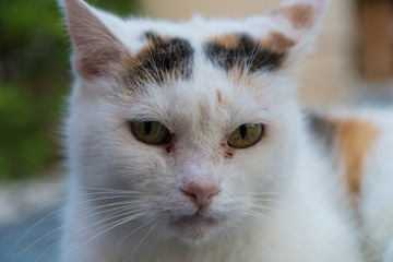 Katze