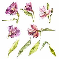 Set watercolor illustrations of lily flowers. Botanical illustration.