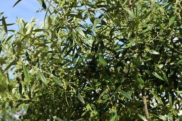Fototapeta na wymiar Olive tree leaves