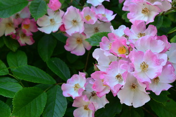 Wild roses in a bush
