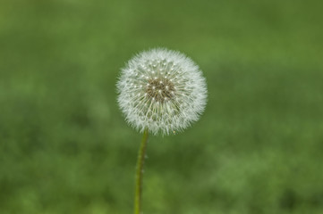 dandelion