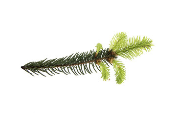 Branch of a Christmas tree with a young shoot