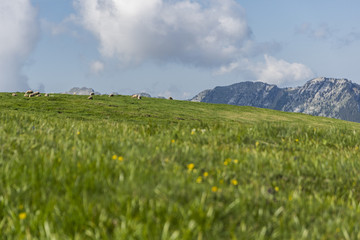 Fototapeta premium L'Alpe - Massif de la Chartreuse - Isère.