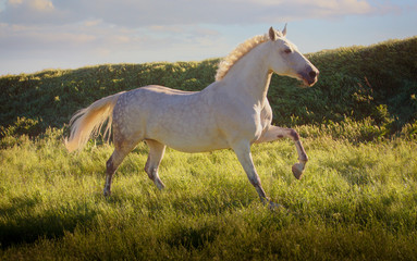 Obraz na płótnie Canvas Dapple-grey horse runs on green field on the blue sky background in evening
