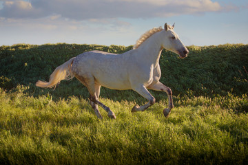 Fototapeta na wymiar Dapple-grey horse runs on green field on the blue sky background in evening