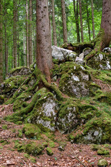 Wood 1