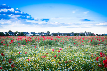 Mohnblumenwiese mit Einfamilienhäusern im Hintergrund - The Poppy Field
