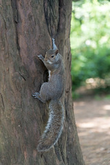 Grey Squirrel hanging on tree vertically