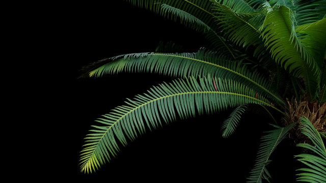 Green leaves of gum palm or giant dioon (Dioon spinulosum Dyer) the tropical rainforest cycad plant on black background.